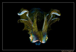 Squid shot taken during a night dive. Photo was taken rig... by Kay Burn Lim 